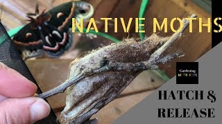 HATCH amp RELEASE NATIVE MOTHS CECROPIA AND POLYPHEMUS MOTHS GARDENING WITH KIDS [upl. by Manoff500]