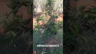 Impressionante roça vidanaroça rotinadeumamulherdocampo farturanaroça plantas diaadiadamul [upl. by Walston]