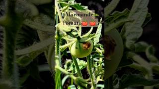 First Marmande Tomato  Homegrow in container shorts garden [upl. by Ashely]