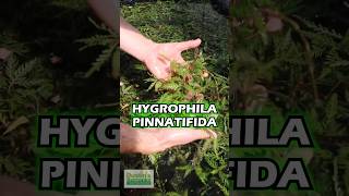 Converting Hygrophila Pinnatifida Update [upl. by Hunger564]