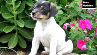 Puppy Terrier  Cute And Lovely Dog Pics Collection  Rat Terrier Puppy [upl. by Kablesh696]