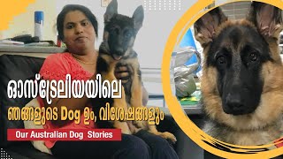 Our dogs in Australia  ഓസ്ട്രേലിയയിൽ Dog നെ വാങ്ങുമ്പോൾ ശ്രദ്ധിക്കേണ്ട കാര്യങ്ങൾ Eng Subtitles [upl. by Karie421]