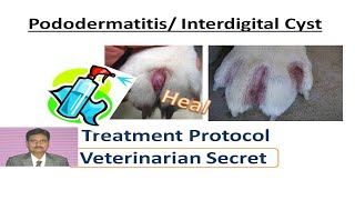 Pododermatitis  interdigital cyst treatment protocols [upl. by Margarete]