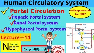 Portal Circulation  Hepatic Portal System  Special Circulation Lecture14  Class11 Biology NEET [upl. by Combes]