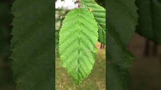 Hornbeam Carpinus betulus  leaf close up  July 2018 [upl. by Sitruc]