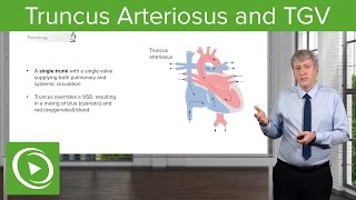 Truncus Arteriosus and TGV Pathology – Pediatric Cardiology  Lecturio [upl. by Tnilf]