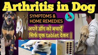 arthritis in dog treatment  symptoms amp factors  home remedies  prevention  by THE PET VISION [upl. by Curt]