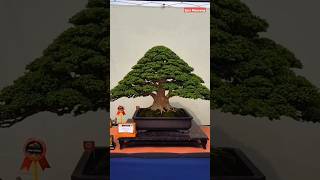 INSPIRASI BONSAI 49 shorts bonsai bonsaitree bonsaisancang [upl. by Acira353]