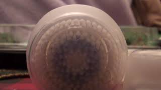 Clarisonic Glow Brush Head Set in tin Review [upl. by Ike]