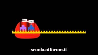 Biochimica  La sintesi delle proteine [upl. by Kama]