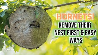 Proven Strategies How To Get Rid Of Hornet Nest Explained in Detail [upl. by Charla]