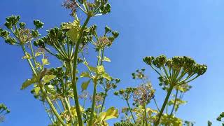 The Enigmatic Beauty of Alexanders in Southport [upl. by Llered]