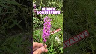 Another Invasive Wildflower  Purple Loosestrife shorts [upl. by Ennaeerb287]