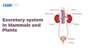 Excretory System in Mammals and Plants [upl. by Negem451]