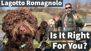 Lagotto Romagnolo  Is It Right For You [upl. by Enilarac]