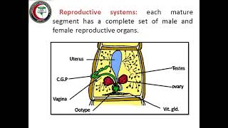 Introduction to cestodes Taenia Hymenolepis Diphyllobothrium Dr Amina Salama [upl. by Archibaldo165]