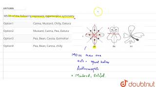 Which of the following represent zygomorphic symmetry [upl. by Fulmer357]