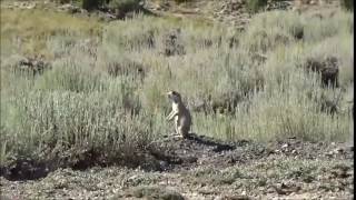 Prairie Dog vs 22250 [upl. by Ver530]