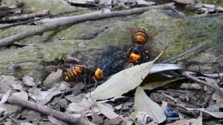 Feeding Japanese giant hornets オオスズメバチVespa mandarinia japonica [upl. by Anid]