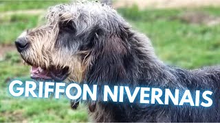 Griffon Nivernais  TOP 10 Interesting Facts [upl. by Damita]