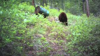 Bear Hunting in Idaho [upl. by Ahsikyw]