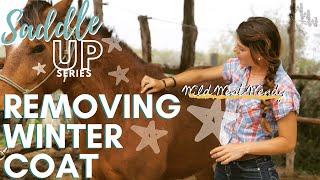 Saddle UP Series  Different Tools For Removing Horses Winter Coat [upl. by Cini309]