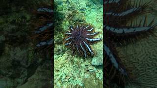 Most Venomous Starfish In The World [upl. by Saiasi]