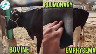 Bovine pulmonary EmphysemaGas Gangrene in cattlevet surgeon Dr javed khoso [upl. by Nerhe]