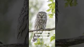 Owly howly owlsounds owl sleepyowl nature owlforest animals relaxingsounds nature chill [upl. by Kcorb]