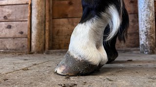 RINGBONE Farrier Treatment [upl. by Ahsiaa]