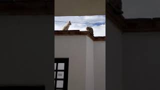 Pelea de Gatos en Celo Round 4 [upl. by Nomyad838]