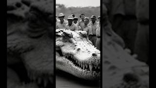 The Biggest Alligator Ever Recorded [upl. by Det967]