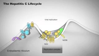 The Hepatitis C Lifecycle [upl. by Anaitsirk]