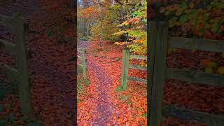 Walking through autumn’s embrace nature unfolds in a tapestry of gold crimson and amber hues [upl. by Wurtz355]