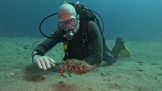 Safari Diving Playa Chica Puerto del Carmen Lanzarote  Secrets of the Sand [upl. by Collins944]