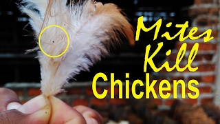 Red Mites in Chicken Bird Mites parasitic disease in poultry [upl. by Ewall]