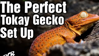 How To Make The PERFECT Tokay Gecko Enclosure In 5 Easy Steps [upl. by Trebron446]