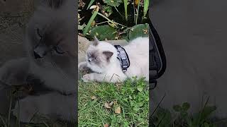 Cat in Garden Maine Coon Birman cat catlover cute funnycats [upl. by Haroppiz559]