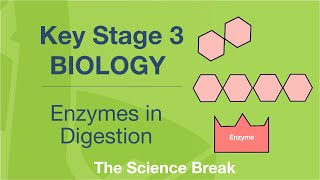 Key Stage 3 Science Biology  Enzymes in Digestion [upl. by Sirois]