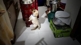 Labrador puppy starts barking for food  Little John I [upl. by Enilarak]