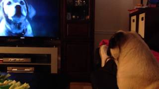 Budweisers lost dog commercial made my dog cry [upl. by Nnyltiak]