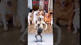 Dog funny dance [upl. by Deron]