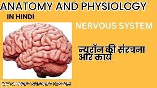 न्यूरॉन की संरचना और कार्य  neuron in HINDI  Structure and functions of neuron in hindi [upl. by Mailliw]