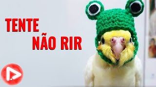 TENTE NÃO RIR COM PASSAROS FOFOS [upl. by Airrehs684]