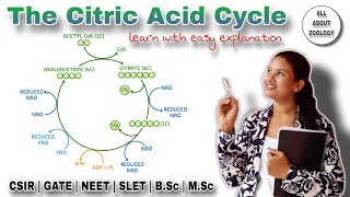 Krebs Cycle Mechanisms in Metabolism  MSc classes  Biochemistry [upl. by Ahsrav]