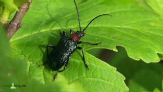 Nlp Bayer Wald BlaubockKäfer im SommerOutfit  Carilia Gaurotes virginia [upl. by Abeu981]