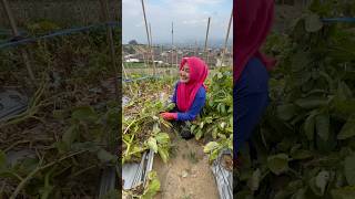 NEMU EMAS BATANGAN DI LADANG [upl. by Sirak]