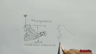 marchantia thallus  how to draw thallus of marchantia  female marchantia [upl. by Hepsoj]