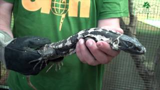 SEE AND BUY  Black spinytailed iguana Ctenosaura pectinata piebald [upl. by Ruzich]