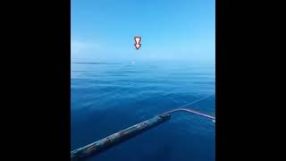 Unbelievable Guy Catches Massive Billfish JawDropping Fishing Adventure [upl. by Rramaj]